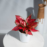 Aglaonema China Red