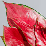 Aglaonema China Red
