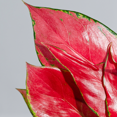 Aglaonema China Red