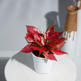 Aglaonema China Red