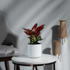 Aglonema Red