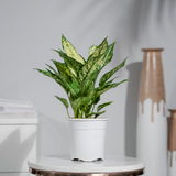 Aglaonema Snow White