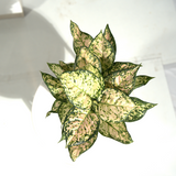 Aglaomena Super Snow White (Eileen)