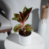 Aglaonema Red Powder (Reanita)