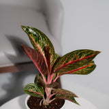 Aglaonema Red Powder (Reanita)
