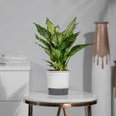 Aglaonema Snow White