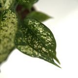Aglaonema Snow White