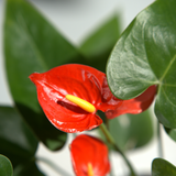Anthurim red