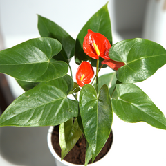 Anthurim red