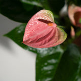 Anthurium Pink