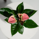 Anthurium Pink