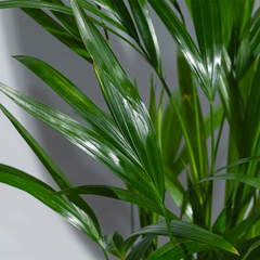 Areca Palm
