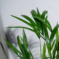 Areca Palm