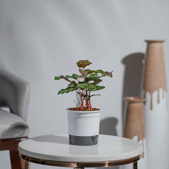 Calathea Makoyana