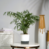 Chamaedorea Palm