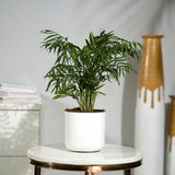 Chamaedorea Palm