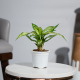 Dieffenbachia Star Bright