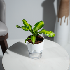 Dracaena Darasingh