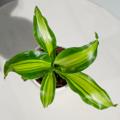 Dracaena Darasingh