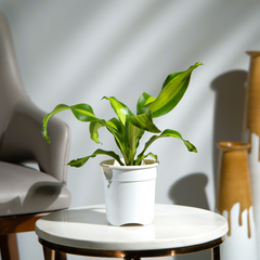 Dracaena Darasingh