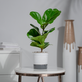 Ficus Lyrata (Fiddle Leaf)
