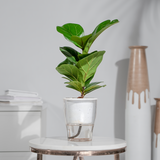 Ficus Lyrata (Fiddle Leaf)