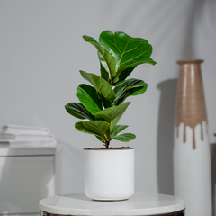 Ficus Lyrata (Fiddle Leaf)