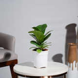 Ficus Lyrata (Fiddle Leaf)