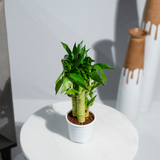 Lucky Bamboo White Stripe Gold