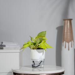 Money Plant Golden