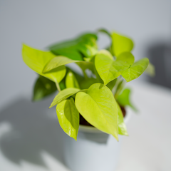 Money Plant Golden