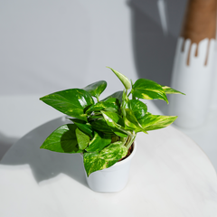 Money Plant Green