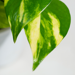 Money Plant Green