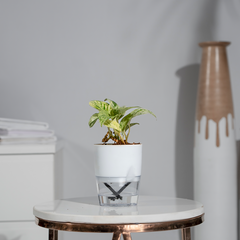 Money Plant Marble