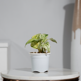 Money Plant Marble
