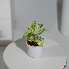 Money Plant Marble