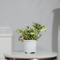 Money Plant N'Joy