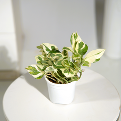Money Plant N'Joy