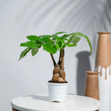 Money Tree (Pachira Aquatica)