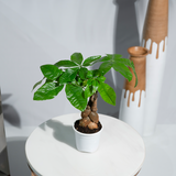 Money Tree (Pachira Aquatica)