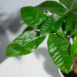 Money Tree (Pachira Aquatica)