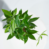 Money Tree (Guiana Chestnut)