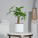 Money Tree (Guiana Chestnut)