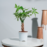 Money Tree (Guiana Chestnut)