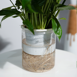 Green plant in a clear glass vase with white base on a light surface