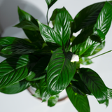 Close-up of a green leafy plant with a blurred white background