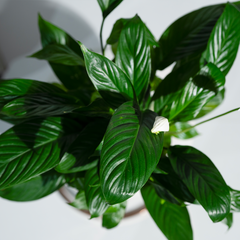 Peace Lily (Spathiphyllum)