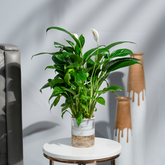 Peace Lily (Spathiphyllum)