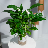 Potted plant with green leaves on a white surface