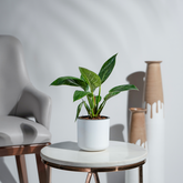 Philodendron Birkin